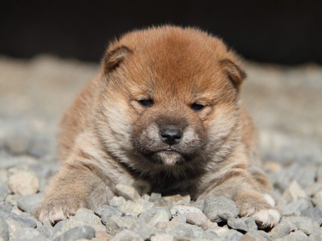 IMG_2628-shibainu-koinu IMG_2628-shibainu-koinu