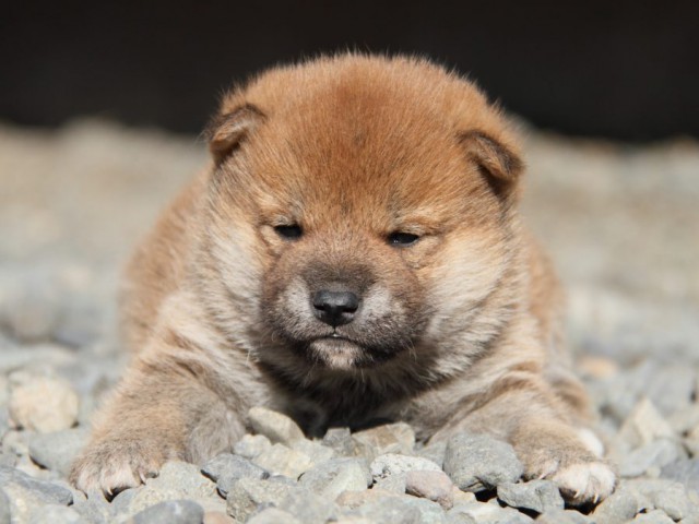 IMG_2629-shibainu-koinu IMG_2629-shibainu-koinu