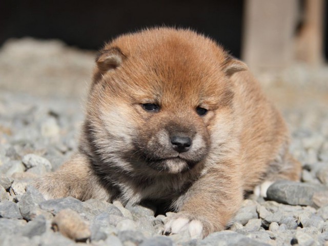 IMG_2638-shibainu-koinu IMG_2638-shibainu-koinu