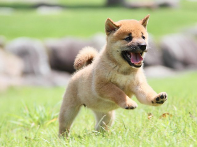 IMG_2663-shibainu-puppy IMG_2663-shibainu-puppy
