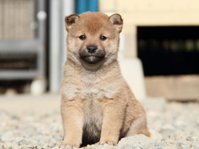 IMG_2737-shibainu-koinu IMG_2737-shibainu-koinu