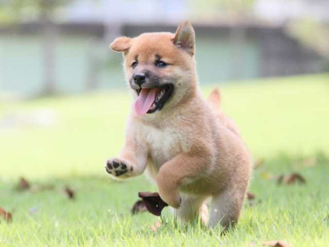 IMG_2741-shibainu-puppy IMG_2741-shibainu-puppy