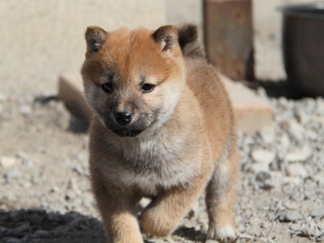 IMG_2753-shibainu-koinu IMG_2753-shibainu-koinu
