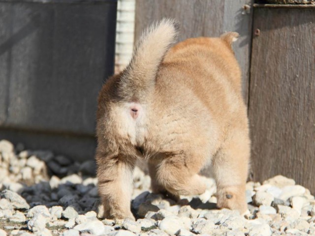 IMG_2757-shibainu-koinu IMG_2757-shibainu-koinu