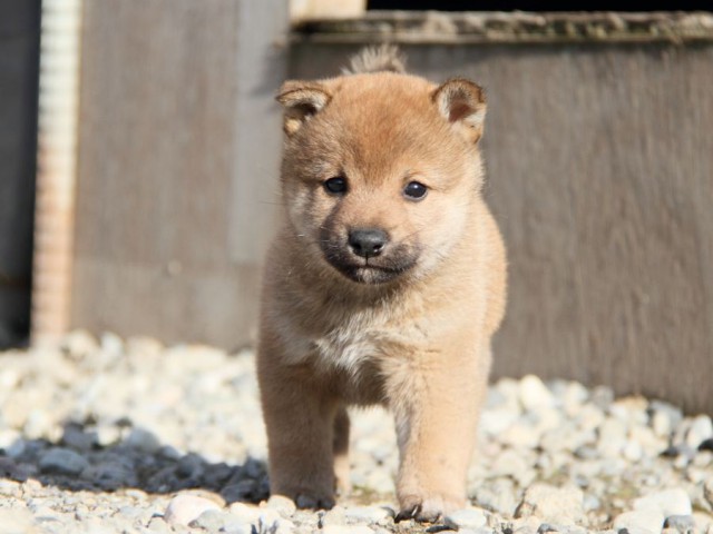 IMG_2761-shibainu-koinu IMG_2761-shibainu-koinu