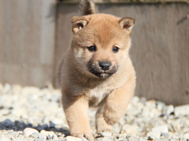 IMG_2763-shibainu-koinu IMG_2763-shibainu-koinu