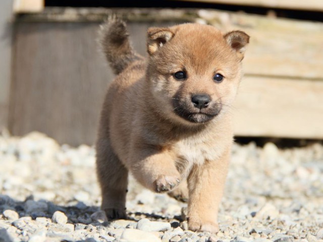 IMG_2768-shibainu-koinu IMG_2768-shibainu-koinu