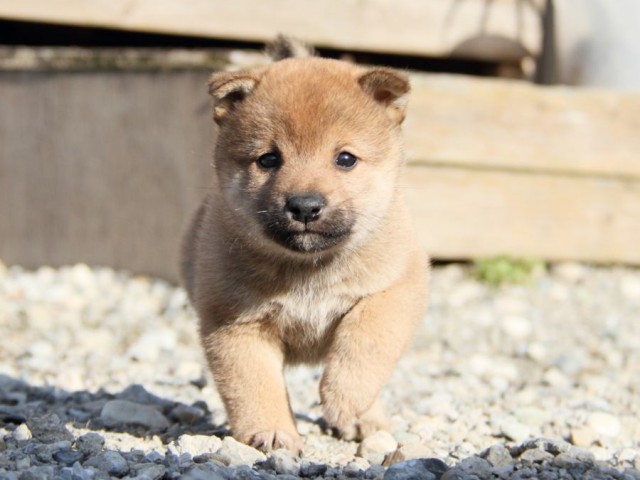 IMG_2772-shibainu-koinu IMG_2772-shibainu-koinu