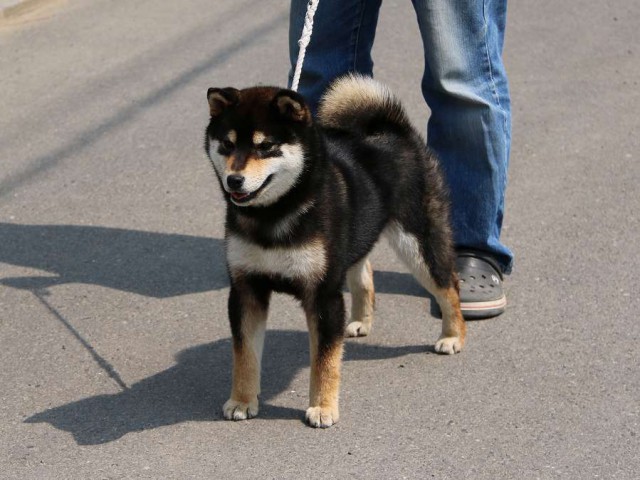 IMG_2784-shiba-puppy IMG_2784-shiba-puppy