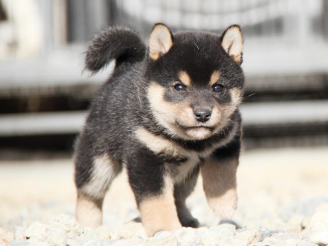 IMG_2785-shibainu-koinu IMG_2785-shibainu-koinu