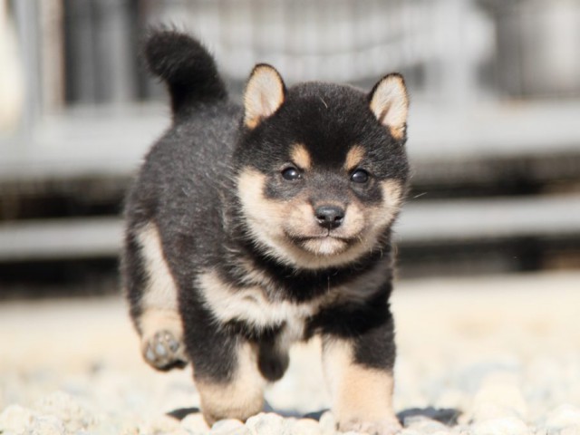 IMG_2786-shibainu-koinu IMG_2786-shibainu-koinu
