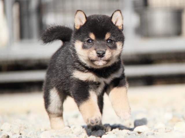 IMG_2787-shibainu-koinu IMG_2787-shibainu-koinu