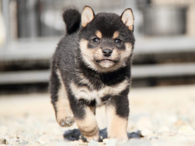 IMG_2788-shibainu-koinu IMG_2788-shibainu-koinu