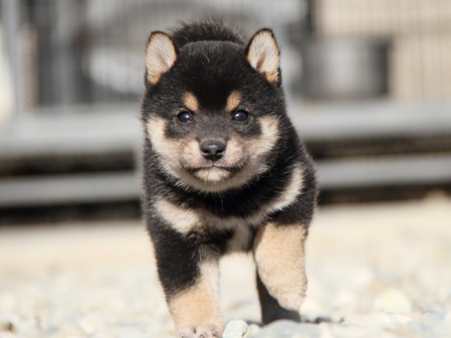 IMG_2791-shibainu-koinu IMG_2791-shibainu-koinu