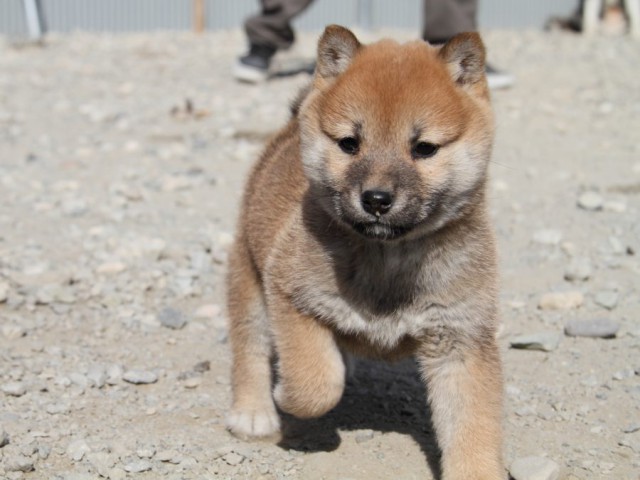 IMG_2792-shibainu-koinu IMG_2792-shibainu-koinu