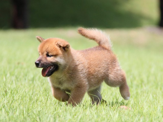 IMG_2817-shibainu-puppy IMG_2817-shibainu-puppy