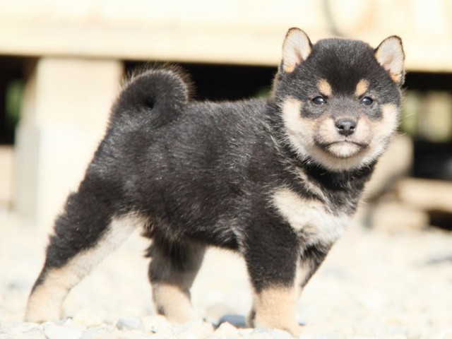 IMG_2820-shibainu-koinu IMG_2820-shibainu-koinu