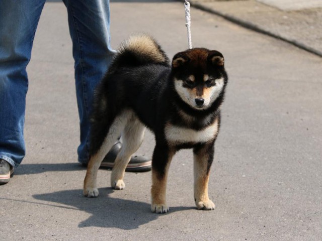 IMG_2821-shiba-puppy IMG_2821-shiba-puppy