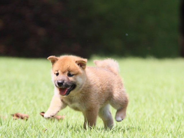 IMG_2821-shibainu-puppy IMG_2821-shibainu-puppy