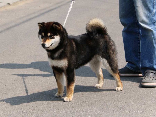 IMG_2826-shiba-puppy IMG_2826-shiba-puppy
