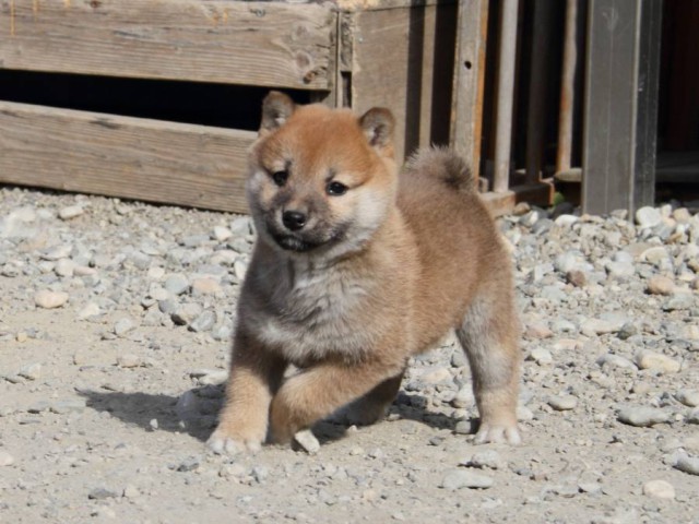 IMG_2835-shibainu-koinu IMG_2835-shibainu-koinu
