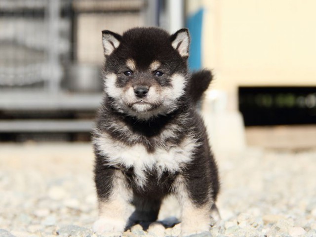 IMG_2838-shibainu-koinu IMG_2838-shibainu-koinu