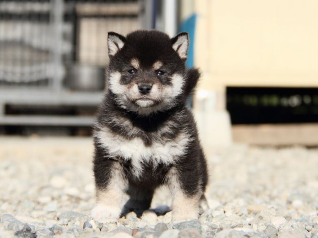 IMG_2840-shibainu-koinu IMG_2840-shibainu-koinu