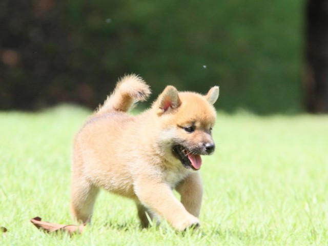 IMG_2840-shibainu-puppy IMG_2840-shibainu-puppy