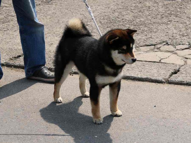 IMG_2841-shiba-puppy IMG_2841-shiba-puppy