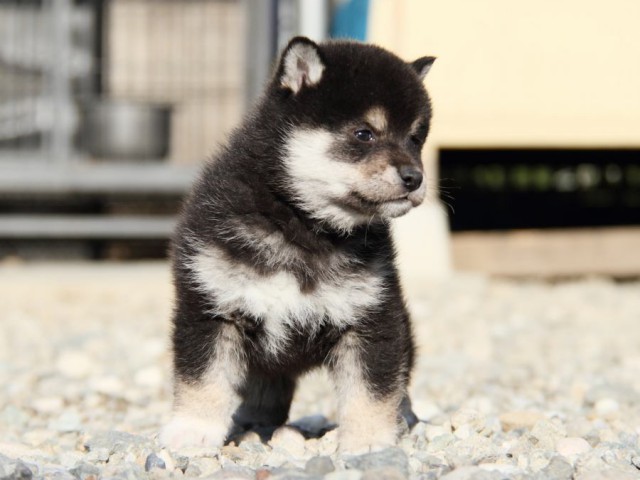 IMG_2844-shibainu-koinu IMG_2844-shibainu-koinu