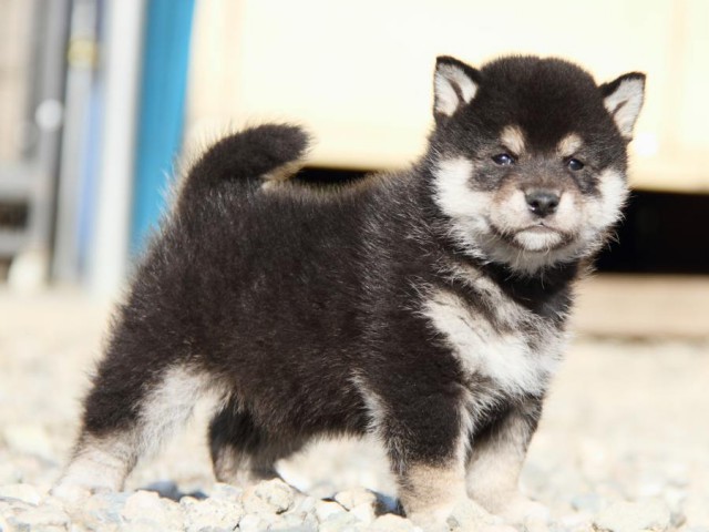 IMG_2848-shibainu-koinu IMG_2848-shibainu-koinu