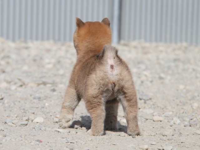 IMG_2850-shibainu-koinu IMG_2850-shibainu-koinu