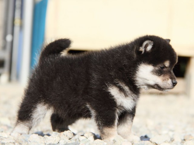 IMG_2850-shibainu-koinu IMG_2850-shibainu-koinu