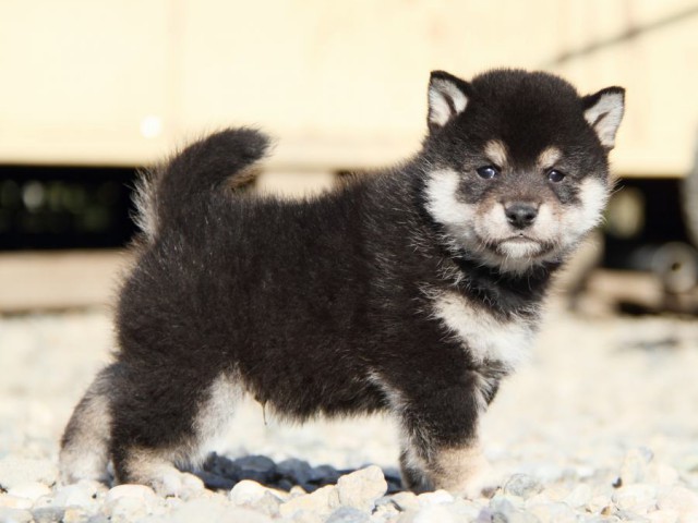 IMG_2856-shibainu-koinu IMG_2856-shibainu-koinu