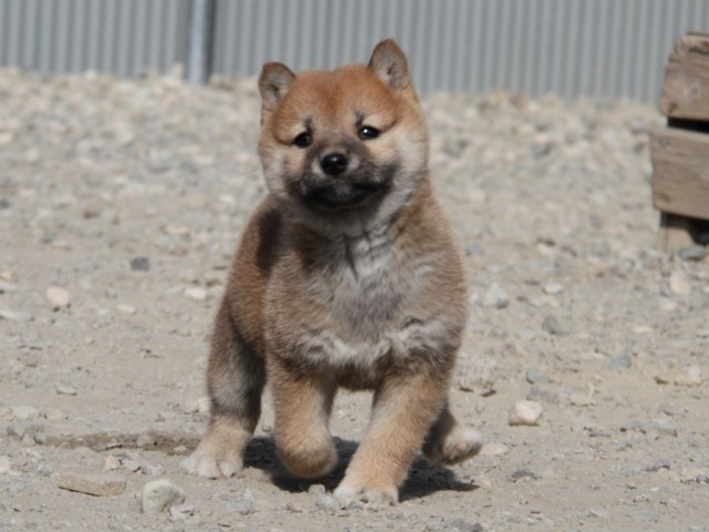 IMG_2860-shibainu-koinu IMG_2860-shibainu-koinu
