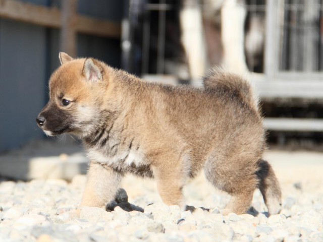 IMG_2867-shibainu-koinu IMG_2867-shibainu-koinu