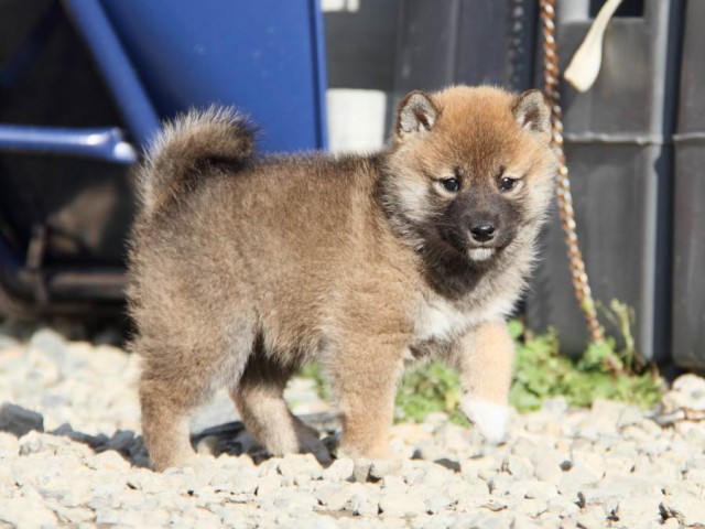 IMG_2873-shibainu-koinu IMG_2873-shibainu-koinu