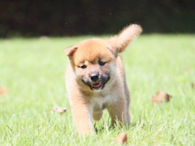 IMG_2875-shibainu-puppy IMG_2875-shibainu-puppy