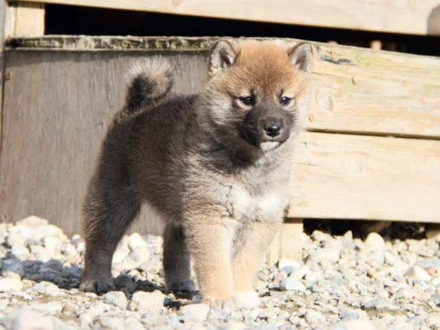 IMG_2888-shibainu-koinu IMG_2888-shibainu-koinu
