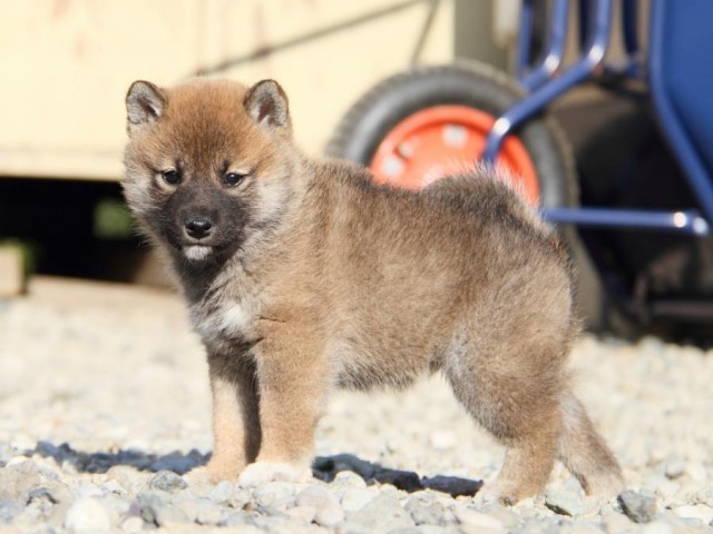 IMG_2897-shibainu-koinu IMG_2897-shibainu-koinu
