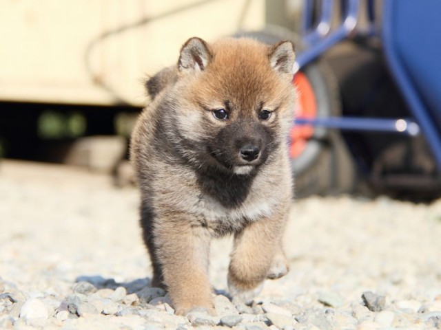 IMG_2902-shibainu-koinu IMG_2902-shibainu-koinu
