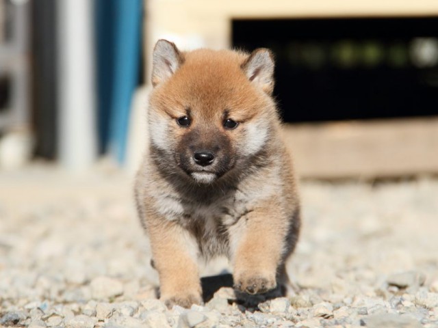 IMG_2919-shibainu-koinu IMG_2919-shibainu-koinu