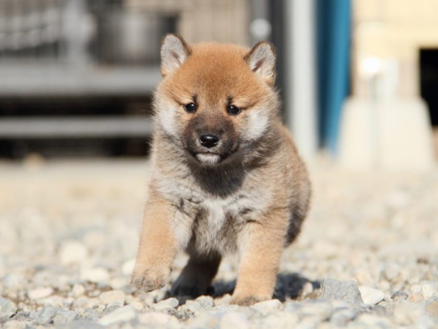 IMG_2927-shibainu-koinu IMG_2927-shibainu-koinu