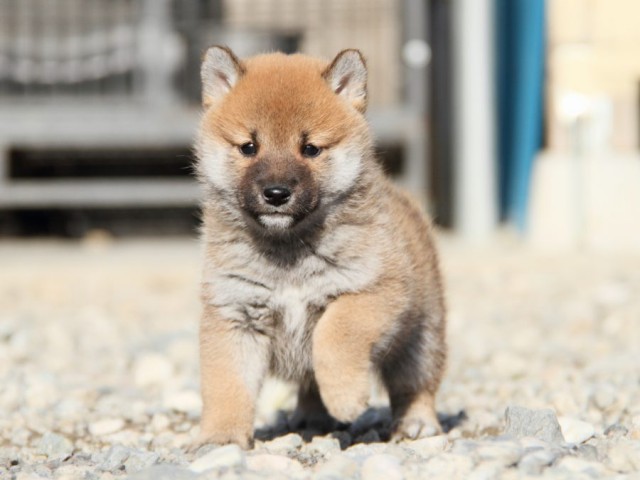 IMG_2928-shibainu-koinu IMG_2928-shibainu-koinu