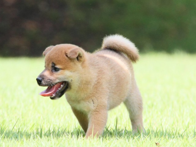IMG_2931-shibainu-puppy IMG_2931-shibainu-puppy