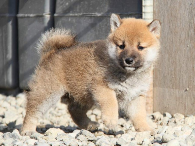 IMG_2941-shibainu-koinu IMG_2941-shibainu-koinu