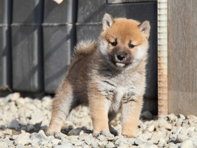 IMG_2945-shibainu-koinu IMG_2945-shibainu-koinu