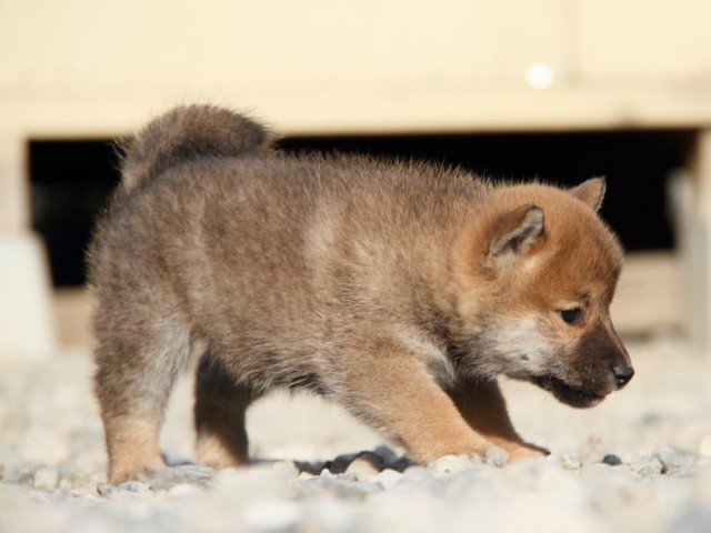 IMG_2950-shibainu-koinu IMG_2950-shibainu-koinu