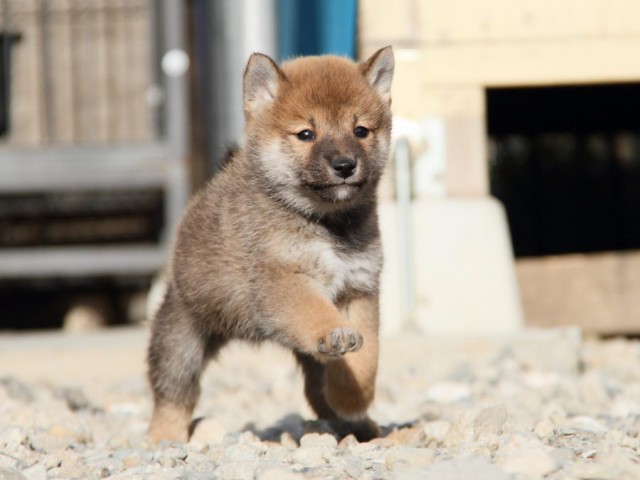 IMG_2961-shibainu-koinu IMG_2961-shibainu-koinu