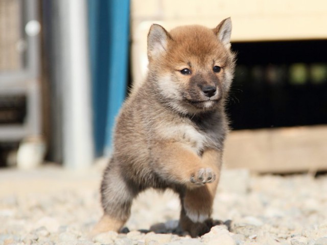 IMG_2963-shibainu-koinu IMG_2963-shibainu-koinu